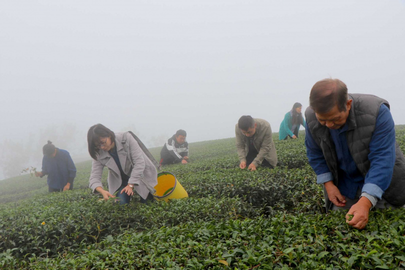「出水製茶所」茶園提供導覽及茶種體驗（圖/出水茶旅提供）