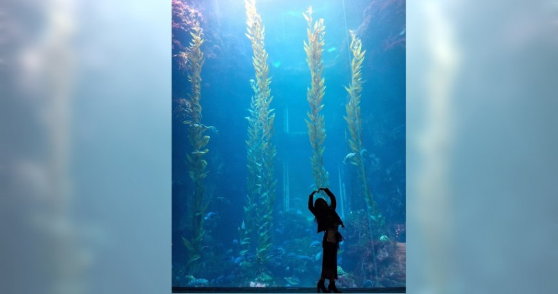 10公尺以上的巨藻，讓遊客體驗每日可生長達50公分巨藻所帶來的震撼。（圖／國立海洋生物博物館提供）
