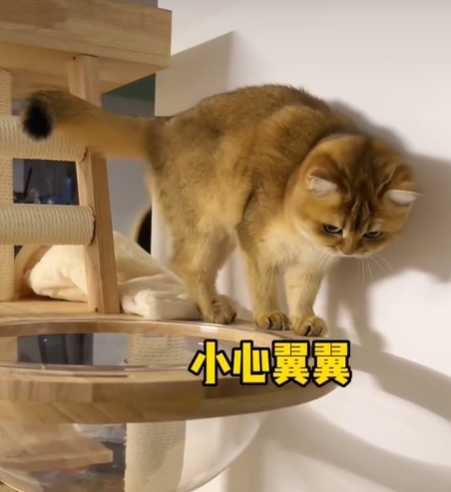 主人惡整小貓。（圖／翻攝自臉書）