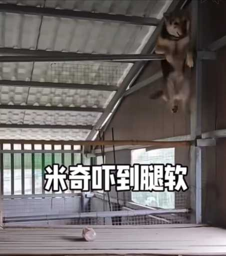 狗狗飛天遁地還懂抓老鼠。(圖/翻攝自臉書)