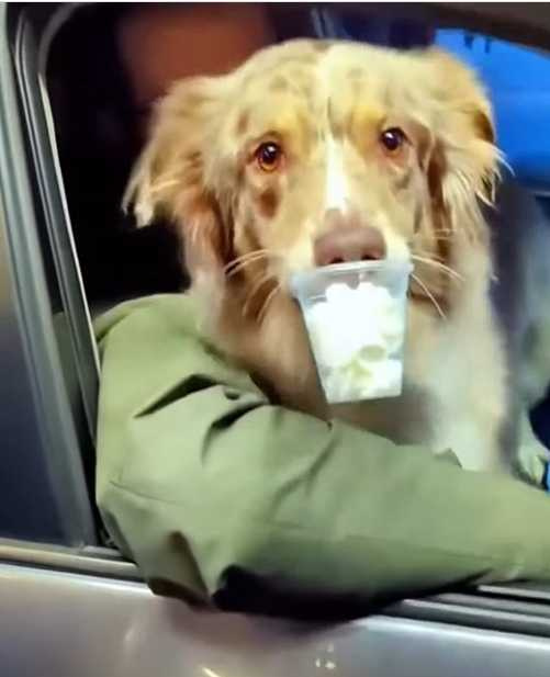 狗狗去得來速拿「小狗杯」。（圖／翻攝自臉書）