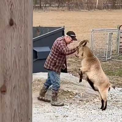 羊想撞人，男子輕鬆卸力。（圖／翻攝自臉書）