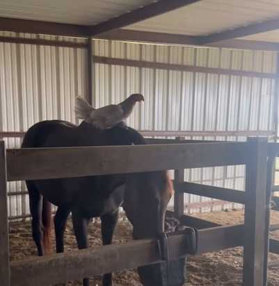 牧雞犬打卡上班。（圖／翻攝自臉書）