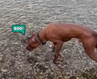 章魚和狗狗在海邊的邂逅。（圖／翻攝自臉書）