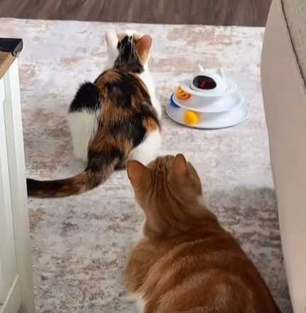 貓咪被大貓嚇，再被同伴嚇。（圖／翻攝自臉書）