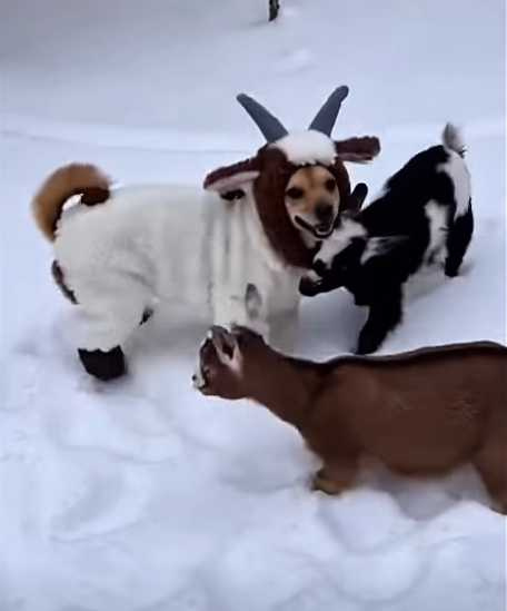 一隻狗扮成羊混入羊群。（圖／翻攝自臉書）