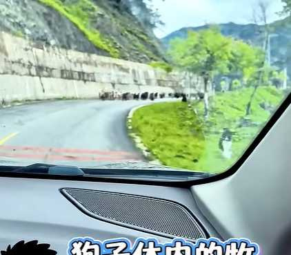 邊牧看到成群的羊,當場血脈壓制。(圖/翻攝自YouTube)