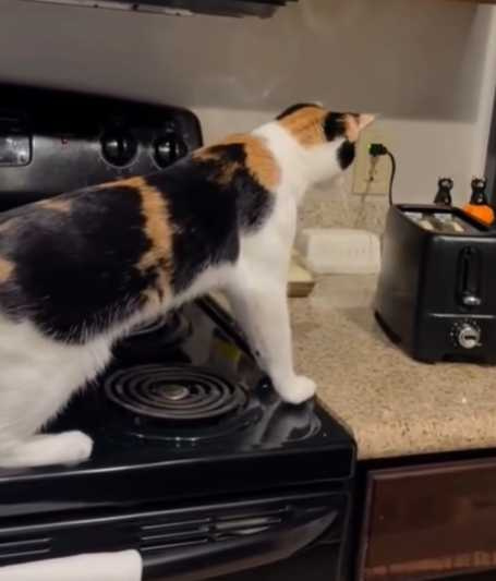 貓咪被烤吐司機嚇到。（圖／翻攝自IG）