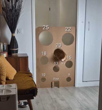 貓咪玩鯉魚躍龍門。（圖／翻攝自臉書）