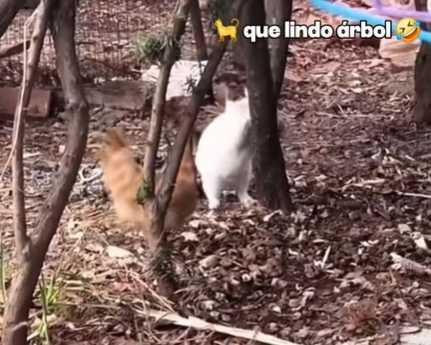 貓咪伏擊雞被發現，驚慌失措模樣逗笑全網。（圖／翻攝自臉書）