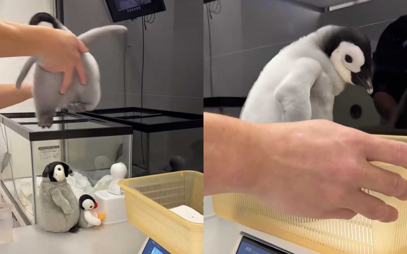 （圖／翻攝自小紅書）