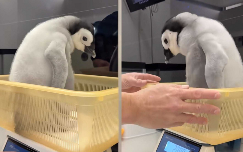 （圖／翻攝自小紅書）