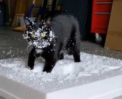 貓咪狂挖保麗龍。（圖／翻攝自臉書）