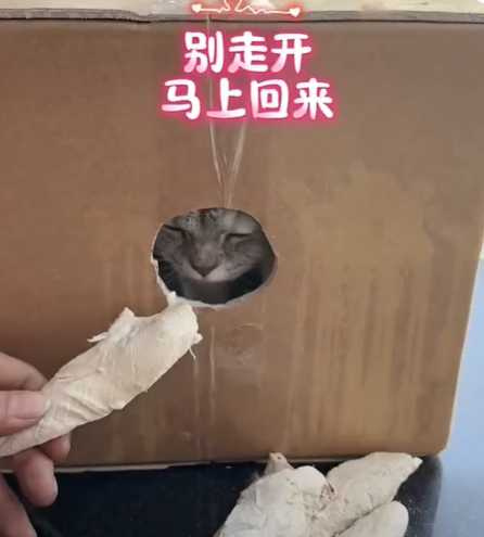 飼主出招輕鬆替貓修甲。(圖/翻攝自臉書)