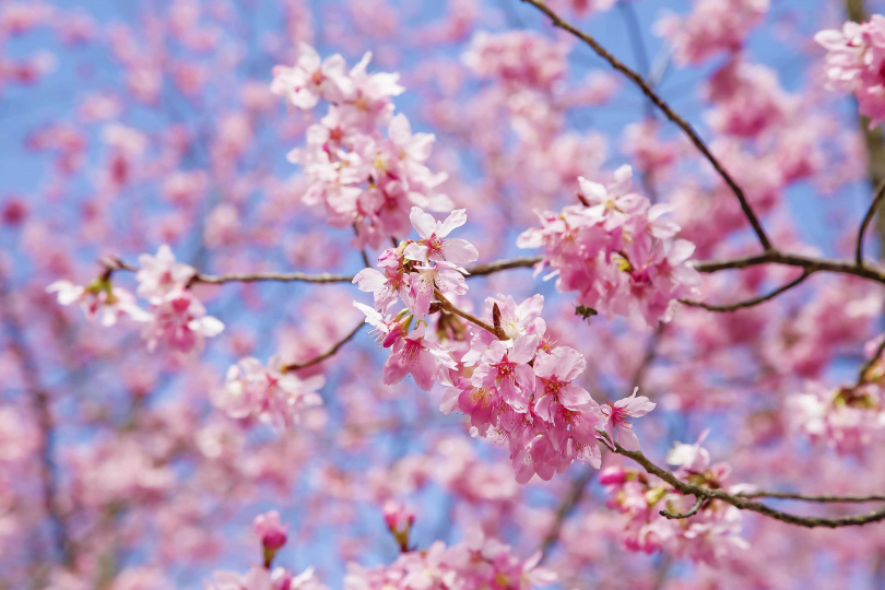 「武陵浪漫櫻花季」自2/8起一路到2/29(包含農曆春節)。