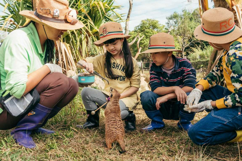 只要加一元就能體驗六福莊最受大小朋友歡迎的狐獴餵食互動體驗。
