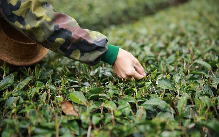 手採茶體驗（圖／嘉義縣文化觀光局提供）。