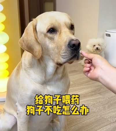 單純的狗狗被主人騙去吃藥。(圖/翻攝自臉書)
