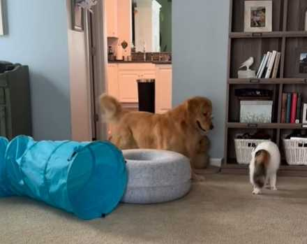 阿金跳舞、貓咪看傻眼。（圖／翻攝自臉書）