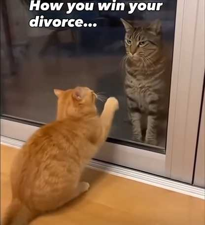 少了玻璃門，橘貓膽子就變小了。（圖／翻攝自臉書）