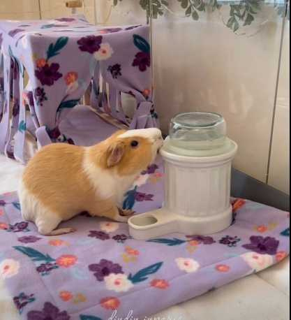 飼主為天竺鼠打造豪宅。(圖/翻攝自臉書)