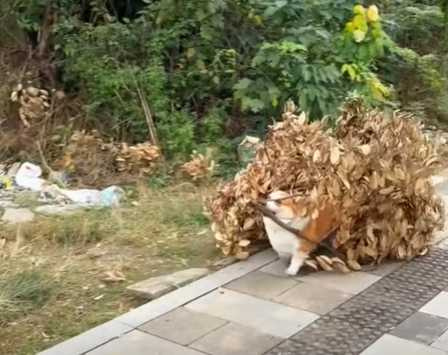 網友還以為樹枝會自己走路，原來是柯基在作怪。（圖／翻攝自臉書）