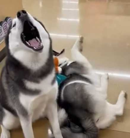 哈士奇買不到玩具原地耍爛。(圖/翻攝自臉書)