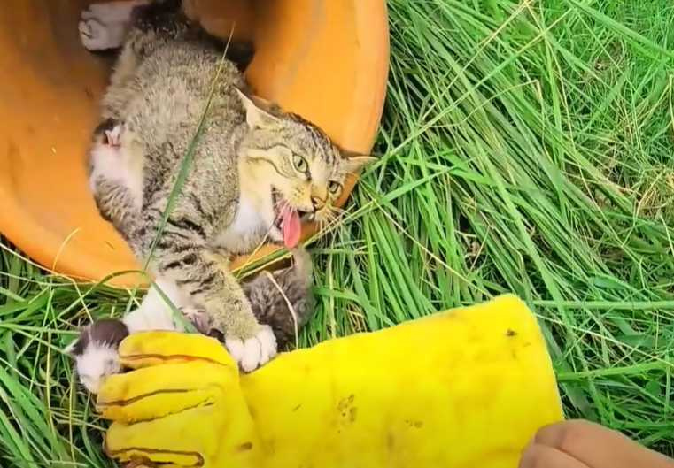 母貓從排斥人類，到慢慢接受人類。（圖／翻攝自臉書）