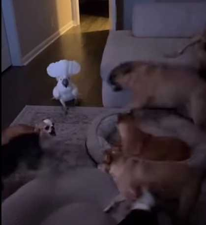 鸚鵡吵鬧,狗兄弟嚇壞。(圖/翻攝自臉書)