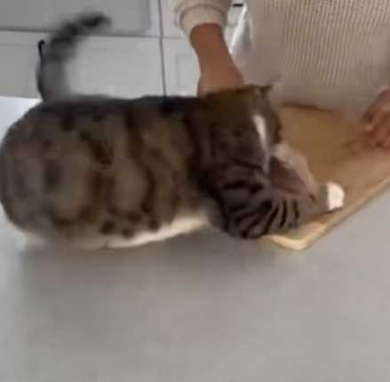 貓咪奸詐偷雞肉。（圖／翻攝自臉書）