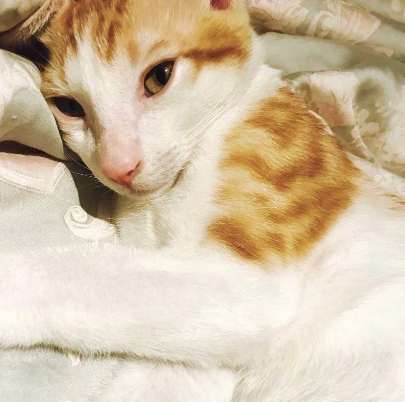 辛巴是鄭亞養的第一隻貓兒子，卻不幸在2歲時心臟病過世。（圖／凱渥提供）