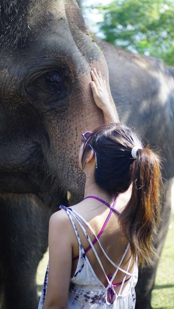有不少大象過去曾受過虐待，令人心疼。（圖／黃云歆提供）