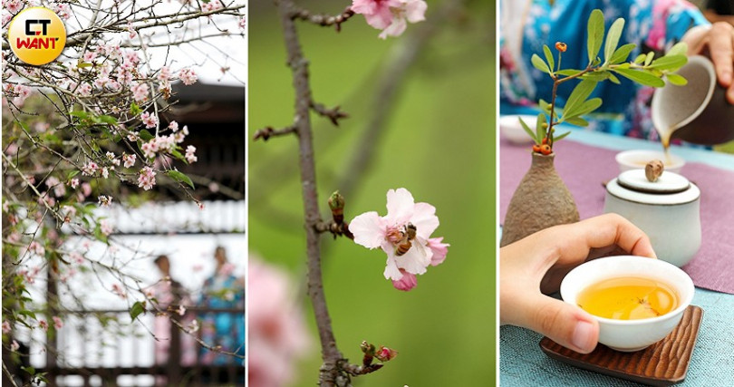 小半天休閒農業區發展協會推「櫻花樹下品茗、享櫻花餐」活動。（攝影／于魯光）