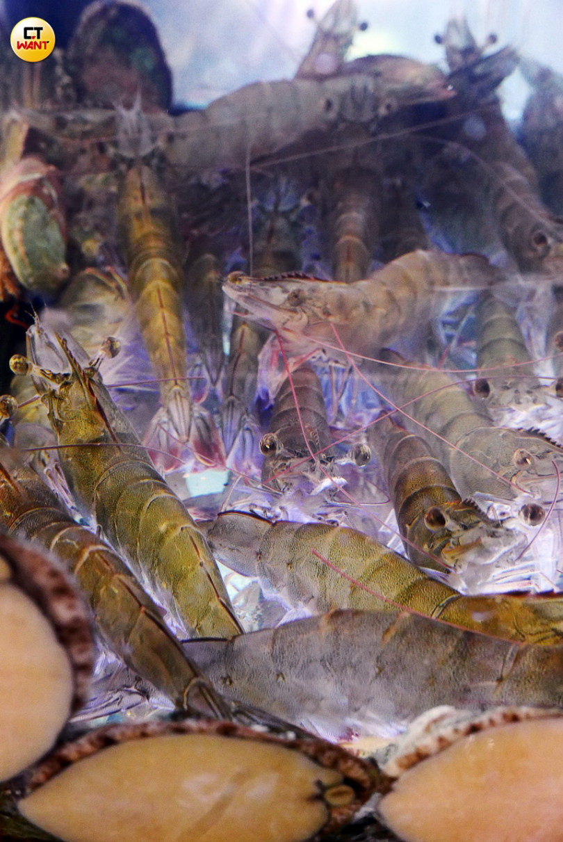 水族箱內活跳跳的大尾白蝦,都是新鮮的活食材。