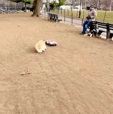 柯基放電。（圖／翻攝自臉書）