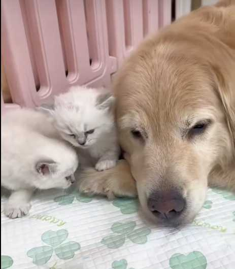 阿金化身托兒所所長。（圖／翻攝自臉書）