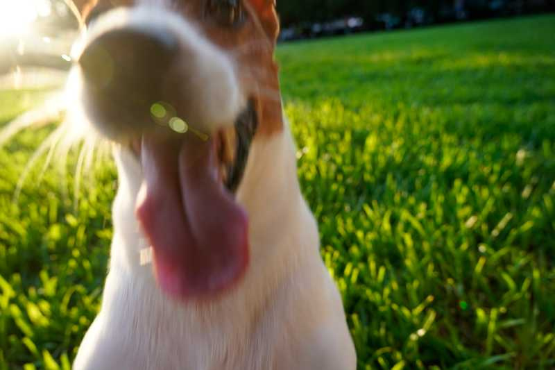 哈醬因為愛跳上跳下，曾手術換過人工韌帶，現在活動力仍非常好。（圖／廖曉彤提供）