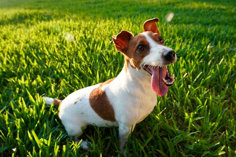 9歲的哈醬活力滿滿，像年輕小狗，廖曉彤透露哈醬很養生的，十一點就會自己上床睡覺，生活習慣很好。（圖／廖曉彤提供）