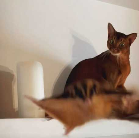 蜜袋鼯滑翔，貓咪看傻眼。（圖／翻攝自臉書）