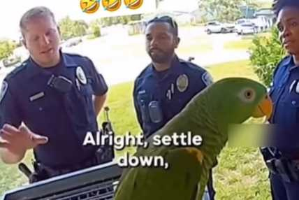 鸚鵡失控。(圖/翻攝自臉書)