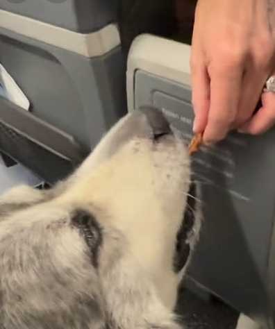 Ritchie等主人發號施令才肯吃陌生人給的東西。（圖／翻攝自臉書）