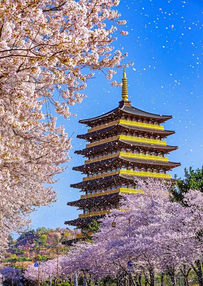 慶州皇龍院可欣賞絕美櫻花景致。