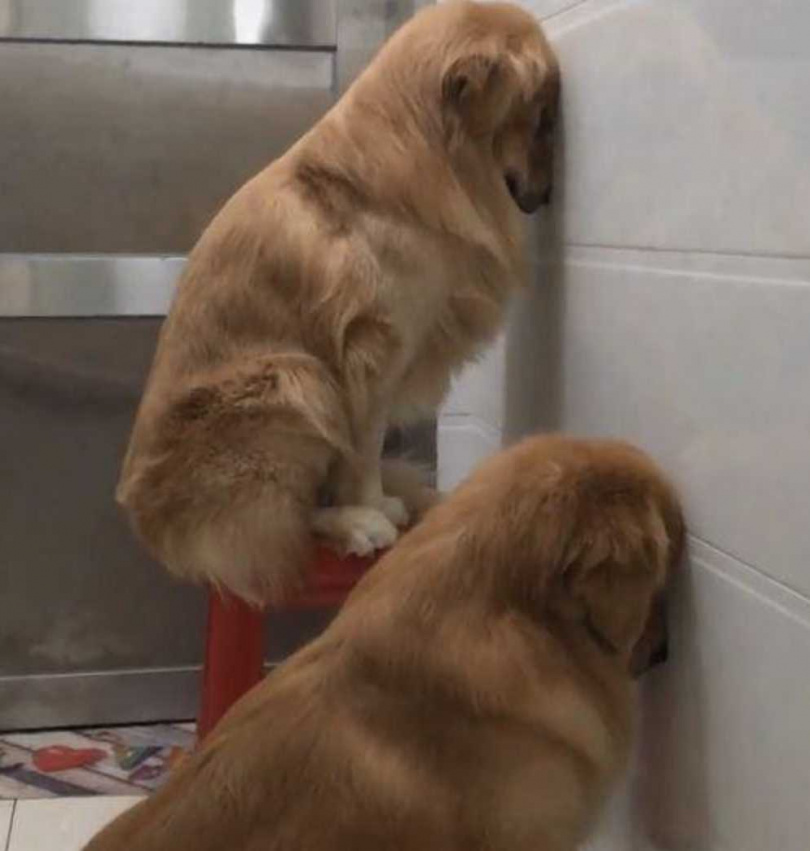 兩隻黃金獵犬被罰面壁思過。（圖／翻攝自IG）