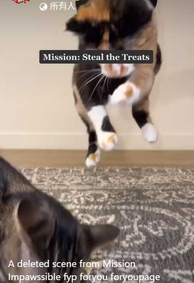 貓貓空降搶走同袍的食物。（圖／翻攝自臉書）
