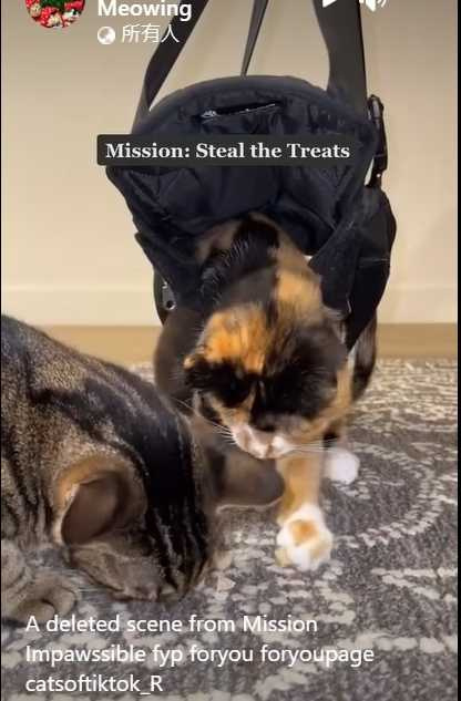 貓貓空降搶走同袍的食物。（圖／翻攝自臉書）