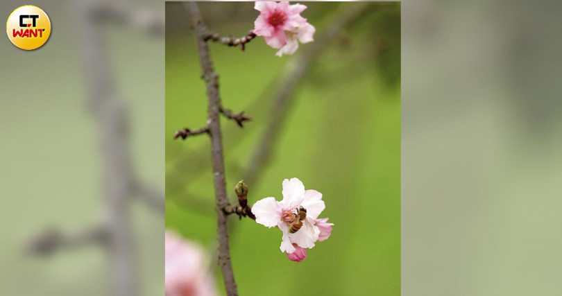 於「石馬公園」河津櫻林，可欣賞綺麗的秋櫻和冬櫻花影。（圖／于魯光攝）