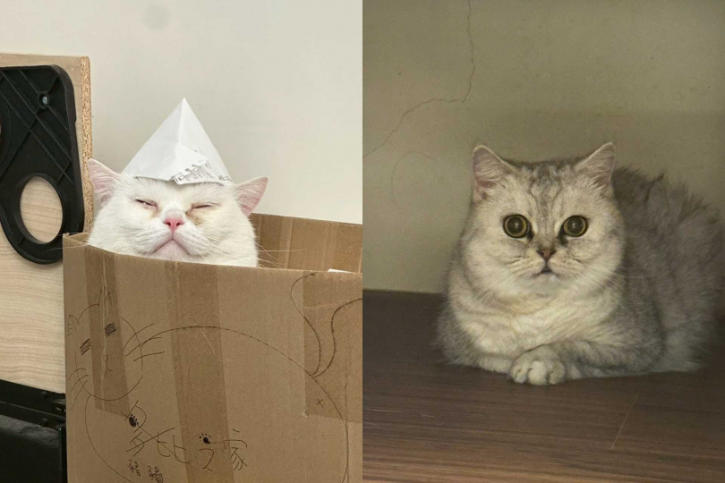 除了咪嚕，17還養了多比（左）跟悠咪。（圖／經紀人提供）