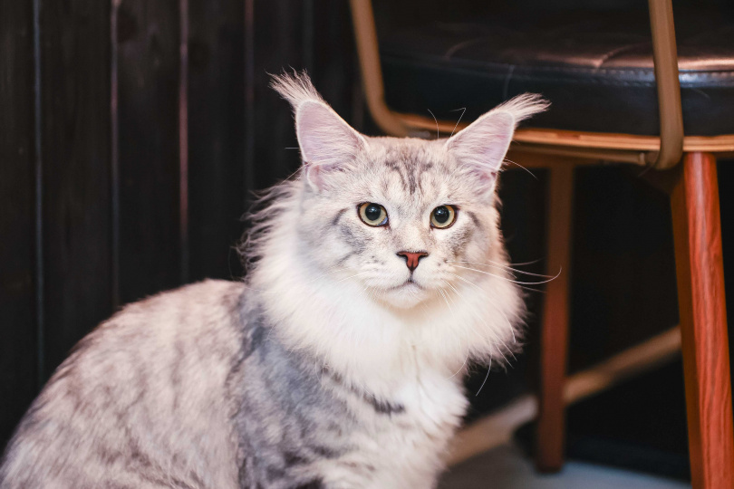 亞瑟是咪嚕貓生的第一個朋友。（圖／楊澍、侯世駿攝）