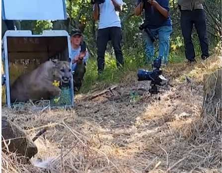 屋主拯救美洲獅。（圖／翻攝自臉書）