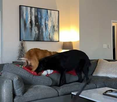 女主人和狗狗玩躲貓貓,真的貓咪出來送分。(圖/翻攝自臉書)